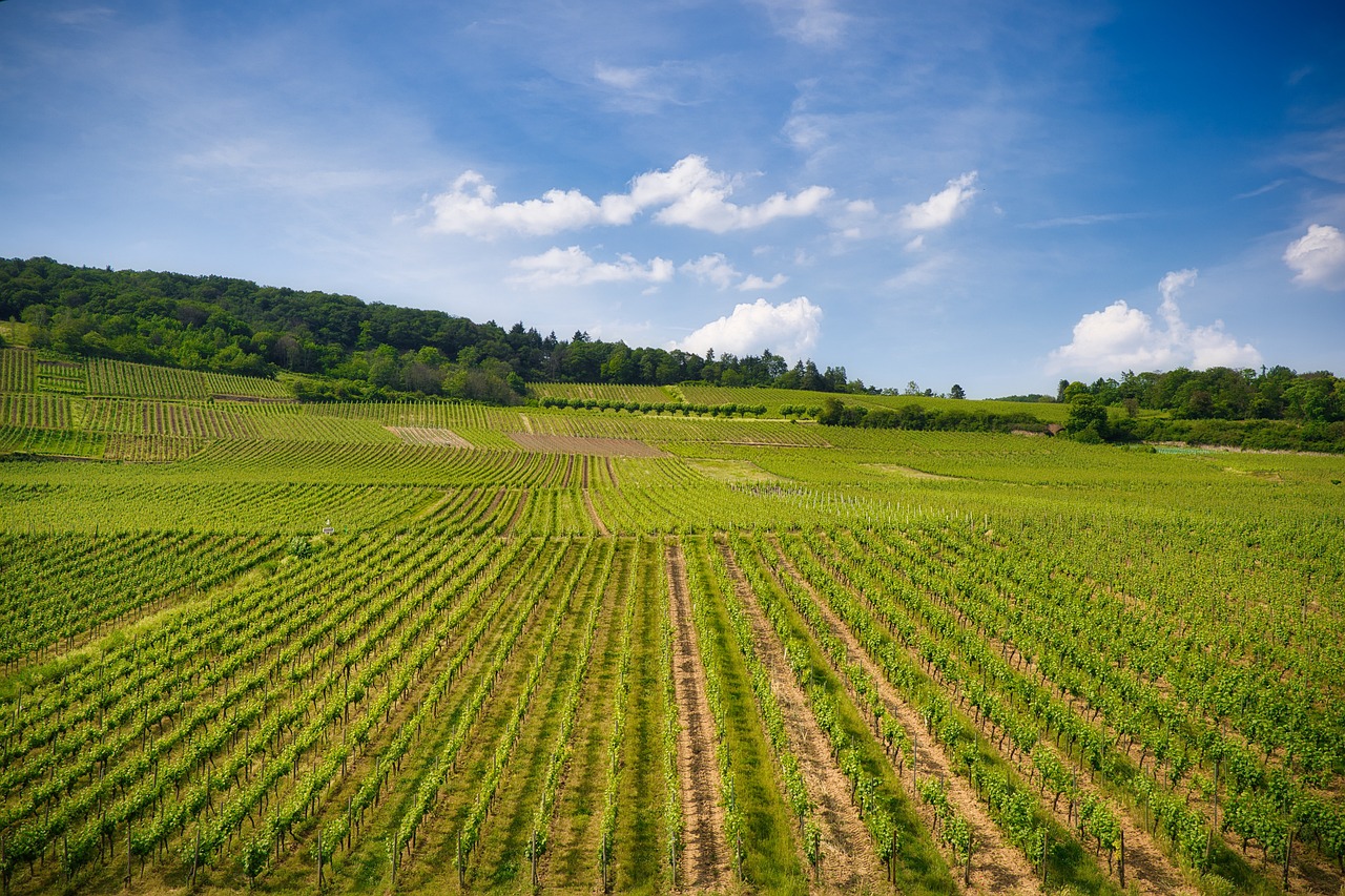 A Guide to the Best Wine Regions in Spain